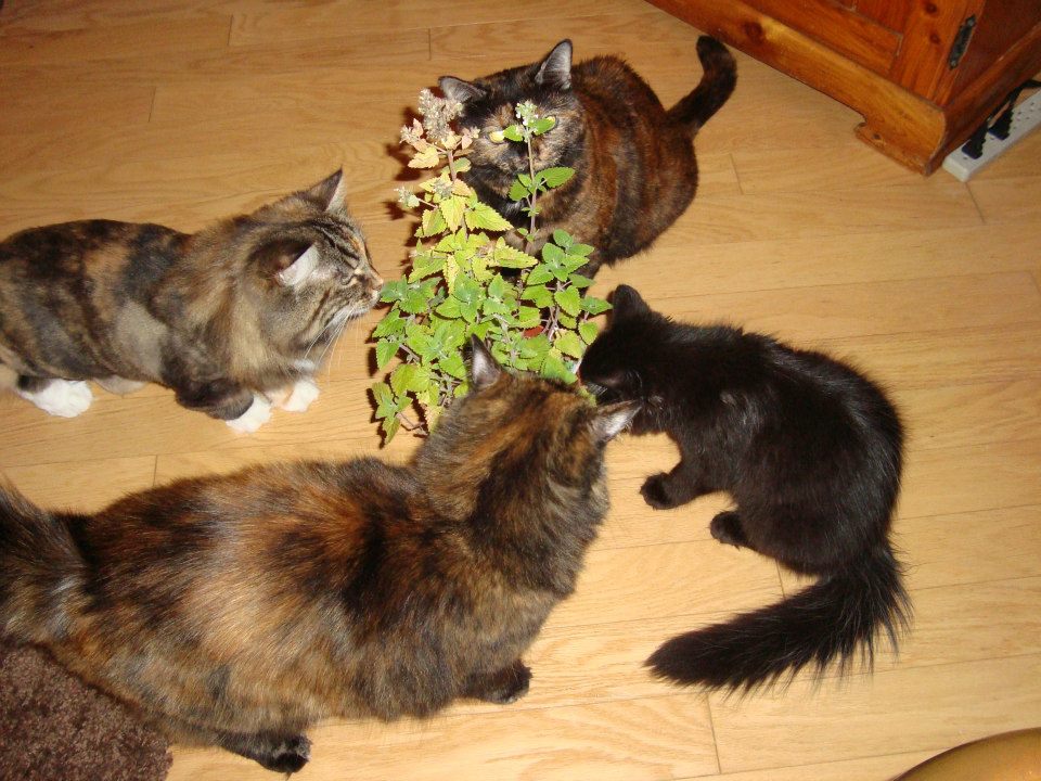А мы пахнем кошачьей мятой и листвой. Кот и Кошачья мята. Кошачья мята. Кошка и Кошачья мята. Кошки и рассада.